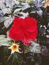 Close-up of red hibiscus blooming outdoors