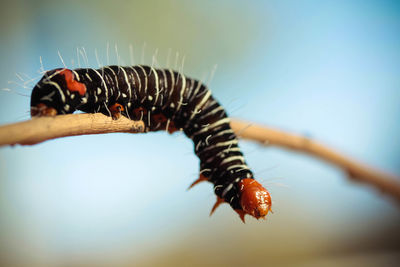 Close-up of caterpillar on twig against sky