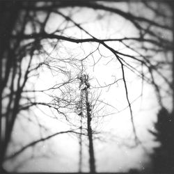 Close-up of bare branches against blurred background