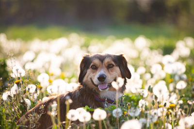 Portrait of dog on field