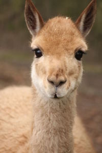 Close-up portrait of llama at zoo
