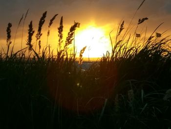 Close-up of silhouette plants growing on field against sky during sunset