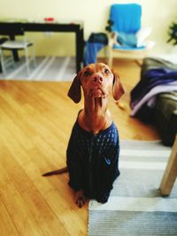 Dog sitting on table at home