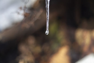 Close-up of icicles on plant during winter