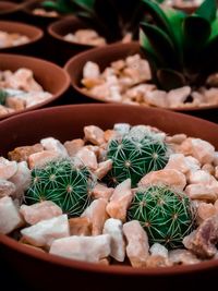 High angle view of succulent plant