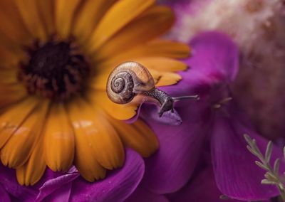 Close-up of honey bee on purple flower