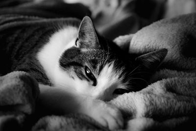 Close-up of cat resting on bed