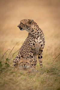 Cheetah sitting on field in zoo