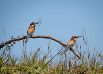 Low angle view of bird perching on branch against sky