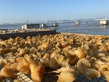 Close-up of shells on shore against sky