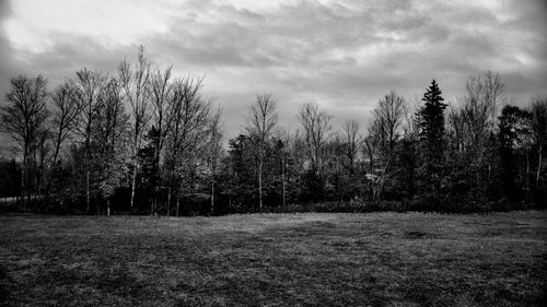 Trees on landscape against sky