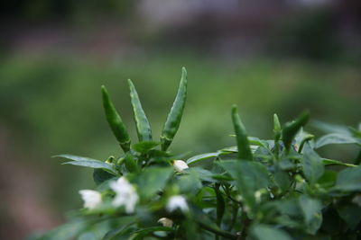 Close-up of fresh green plant in field