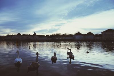 Swans swimming on lake at evening in schlosspark nymphenburg.