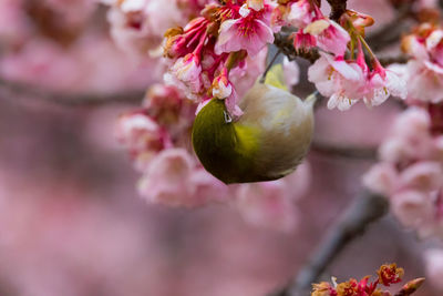 Close-up of pink cherry blossom