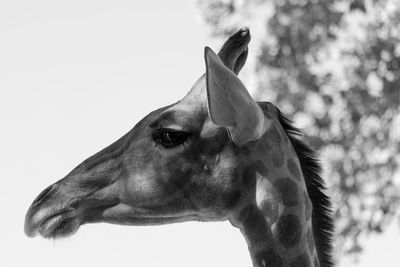 Low angle view of giraffe against sky