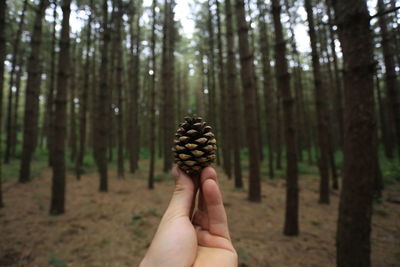 Close-up of hand holding pine cone against trees