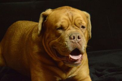 Close-up portrait of a dog