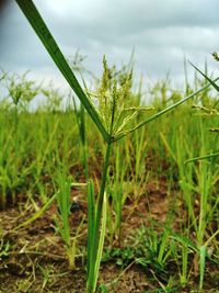 Close-up of fresh green plant in field