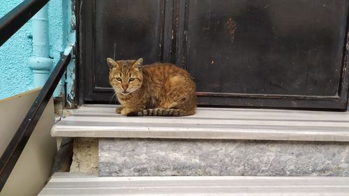 Portrait of a cat sitting on window