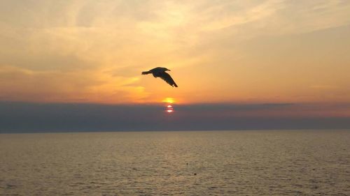 Silhouette bird flying over sea against sky during sunset