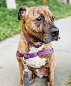 Close-up portrait of dog