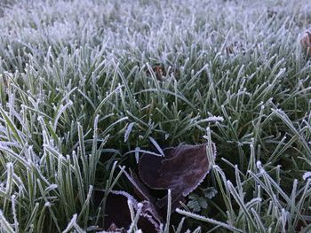 High angle view of snake on field
