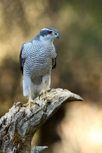 Close-up of bird perching on wood