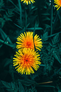 Close-up of yellow flowering plant