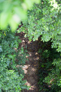 High angle view of plants on field