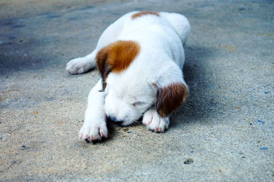 Close-up of a dog resting on footpath