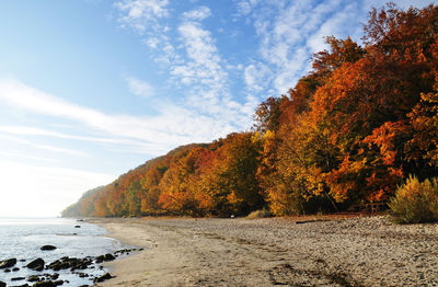 Autumn trees at beach