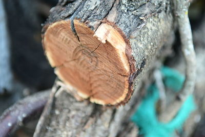 Close-up of tree trunk