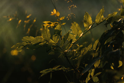 Close-up of yellow flowers