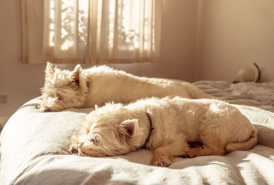 View of a dog sleeping on bed