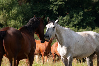Two horses meeting and greeting, one bay, one grey. in field with other ponies 