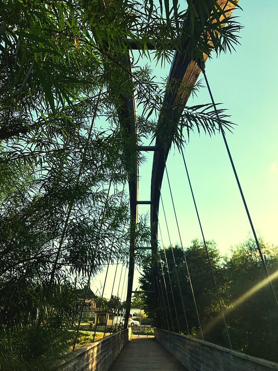 tree, the way forward, road, day, outdoors, growth, no people, bridge - man made structure, nature, transportation, sky, beauty in nature