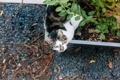 High angle portrait of cat outdoors