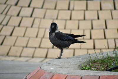 Bird perching on wall