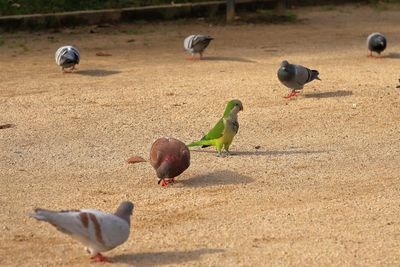Pigeons and parakeets on a field
