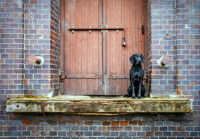 The faithful black dog waits patiently in front of the factory gate