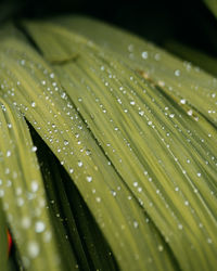 Close-up of raindrops on leaves