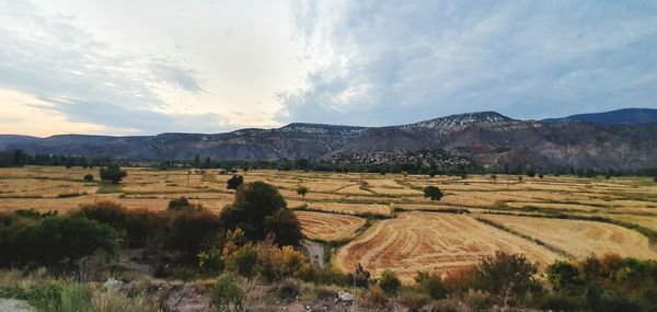 Scenic view of field against sky