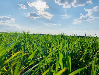 Crops growing on field against sky