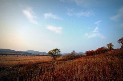 Scenic view of field against sky