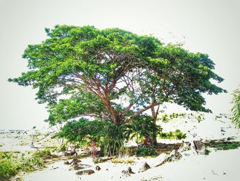 Plants growing on tree