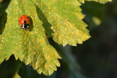 Close-up of ladybug on leaf