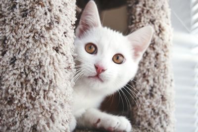 Close-up portrait of cat