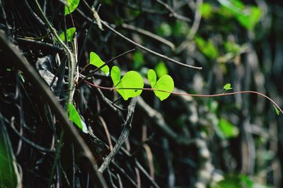 Close-up of leaves on branch