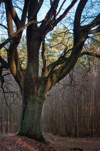 Bare trees against sky