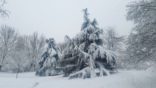 Bare trees on snow covered landscape against clear sky